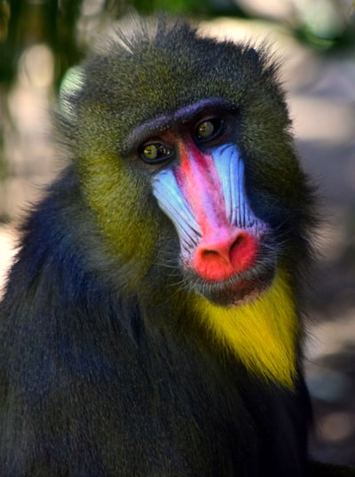 伸出舌头的黑黄猴